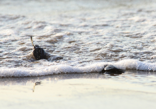 Illustration for article titled Photo Mission Gallery: Signs of Summer